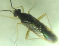 Orthonotus rufifrons