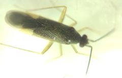 Orthonotus rufifrons