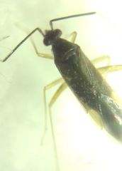 Orthonotus rufifrons