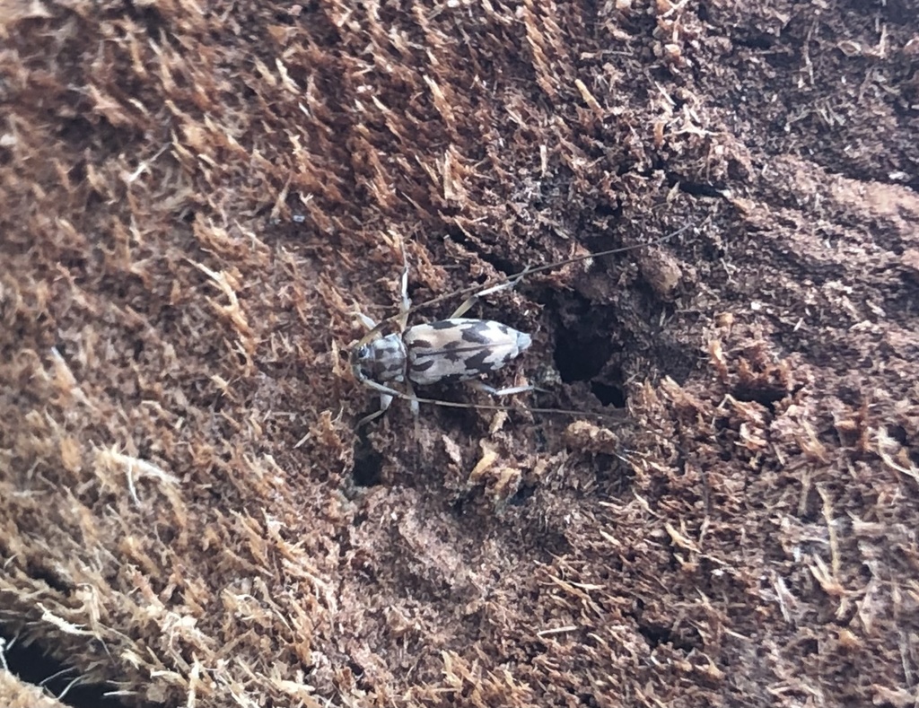 Lepturges sejunctimacula