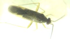 Orthonotus rufifrons