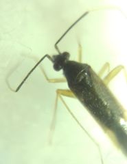Orthonotus rufifrons