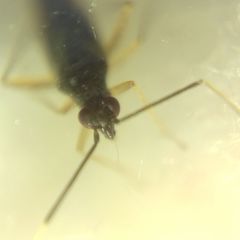 Orthonotus rufifrons