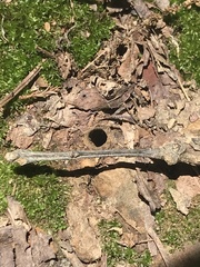 Apterodela unipunctata