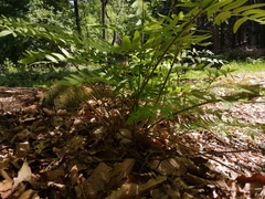 Osmunda regalis