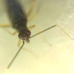 Orthonotus rufifrons