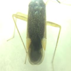 Orthonotus rufifrons