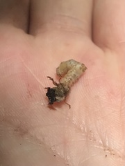 Apterodela unipunctata