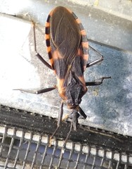 Triatoma sanguisuga