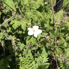 Rubus neomexicanus