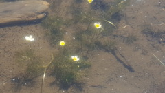 Ranunculus aquatilis