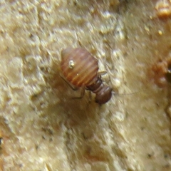 Ectopsocus vachoni