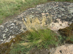 Agrostis vinealis