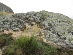 Agrostis vinealis