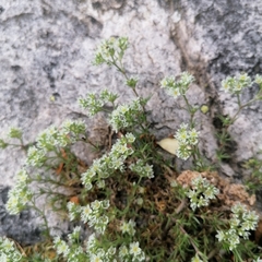 Scleranthus perennis