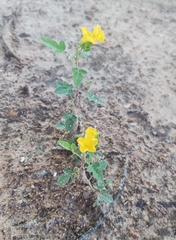 Oxalis frutescens
