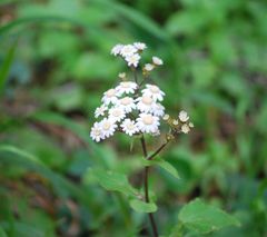 Pericallis steetzii image