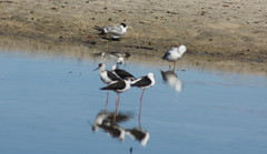 Chroicocephalus novaehollandiae novaehollandiae