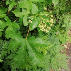 Acer heldreichii