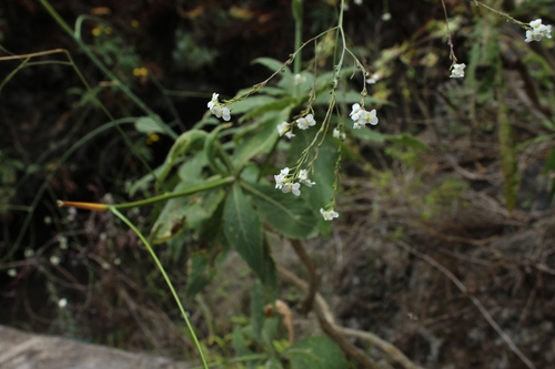 Crambe arborea image