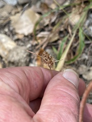 Juncus falcatus falcatus