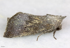 Papaipema maritima