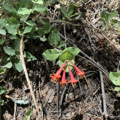 Lonicera arizonica