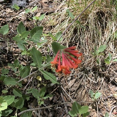 Lonicera arizonica