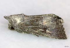 Papaipema maritima