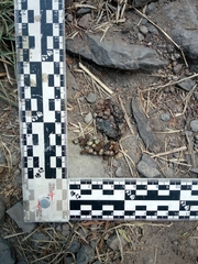 Bassariscus astutus