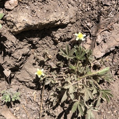 Potentilla subviscosa