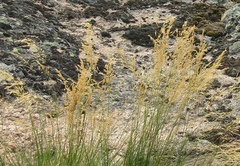 Agrostis vinealis