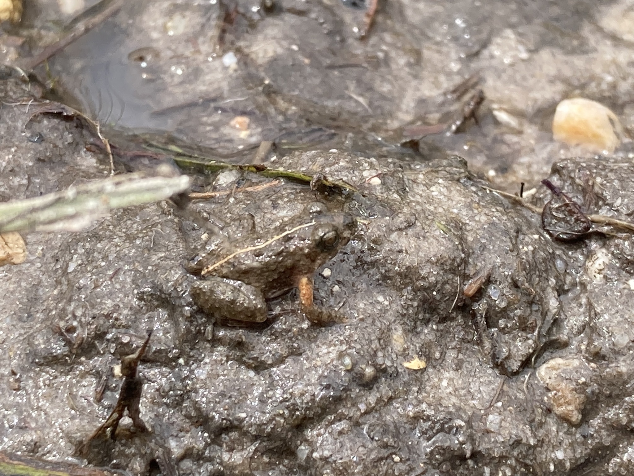 Lynch's Swamp Frog photo 3