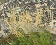 Agrostis vinealis