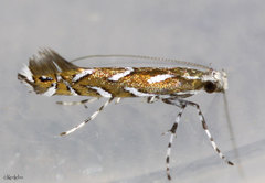 Parectopa pennsylvaniella