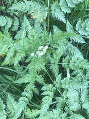 Anthriscus sylvestris