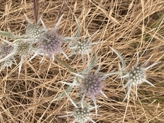 Eryngium aristulatum