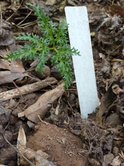 Sceptridium dissectum dissectum