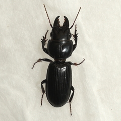 Scarites vicinus