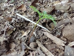 Sceptridium dissectum dissectum