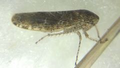 Allygidius atomarius