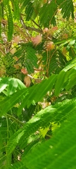 Albizia julibrissin