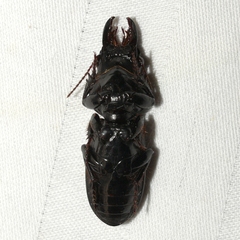 Scarites vicinus