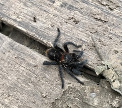 Homoeomma uruguayense