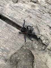 Homoeomma uruguayense