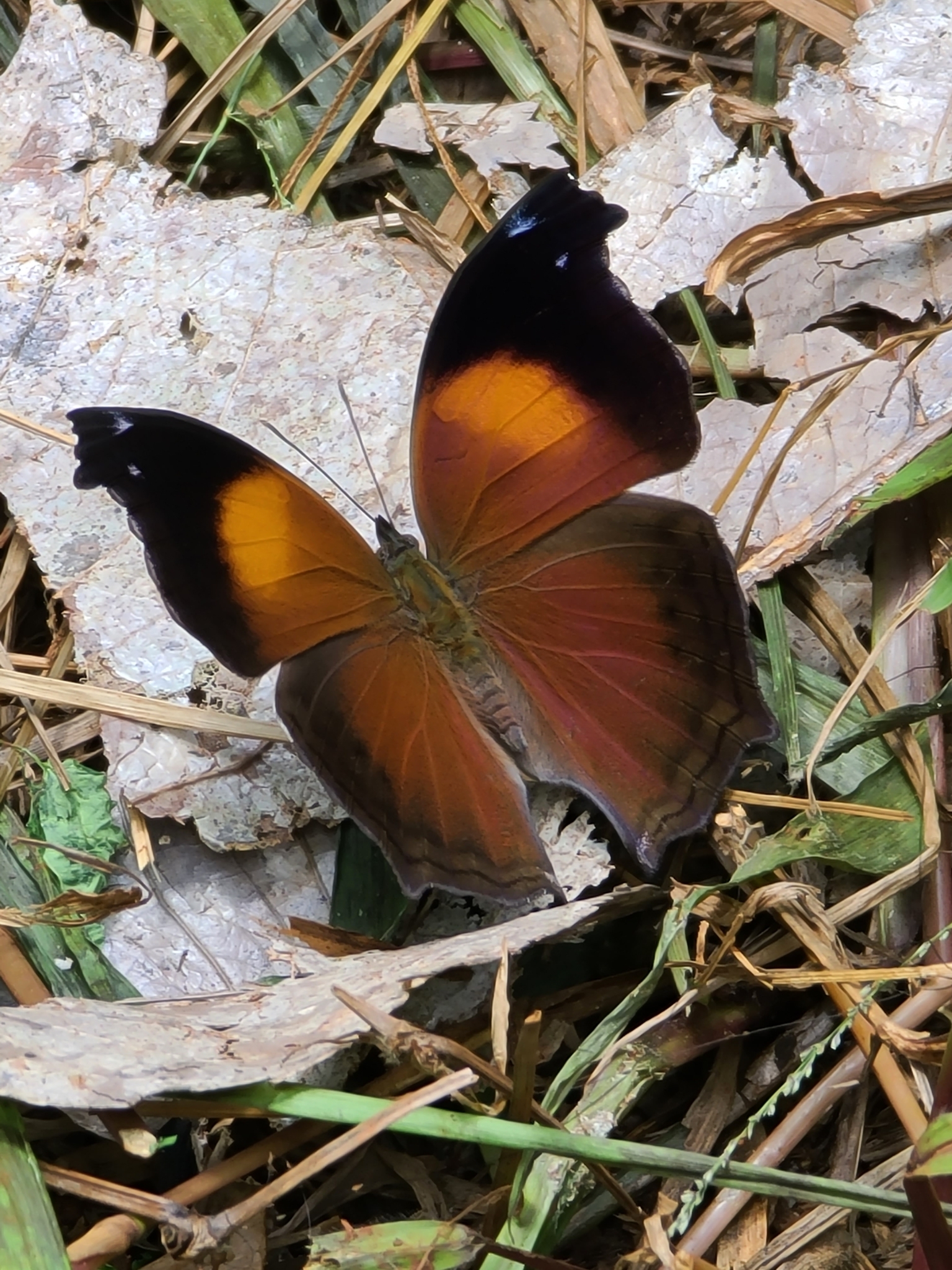 Salamis cacta Fabricius, 1793