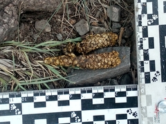 Bassariscus astutus