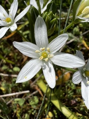 Ornithogalum orthophyllum