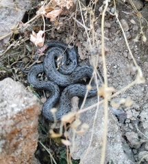 Macroprotodon brevis ibericus
