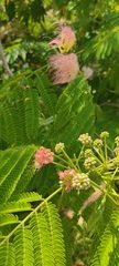 Albizia julibrissin